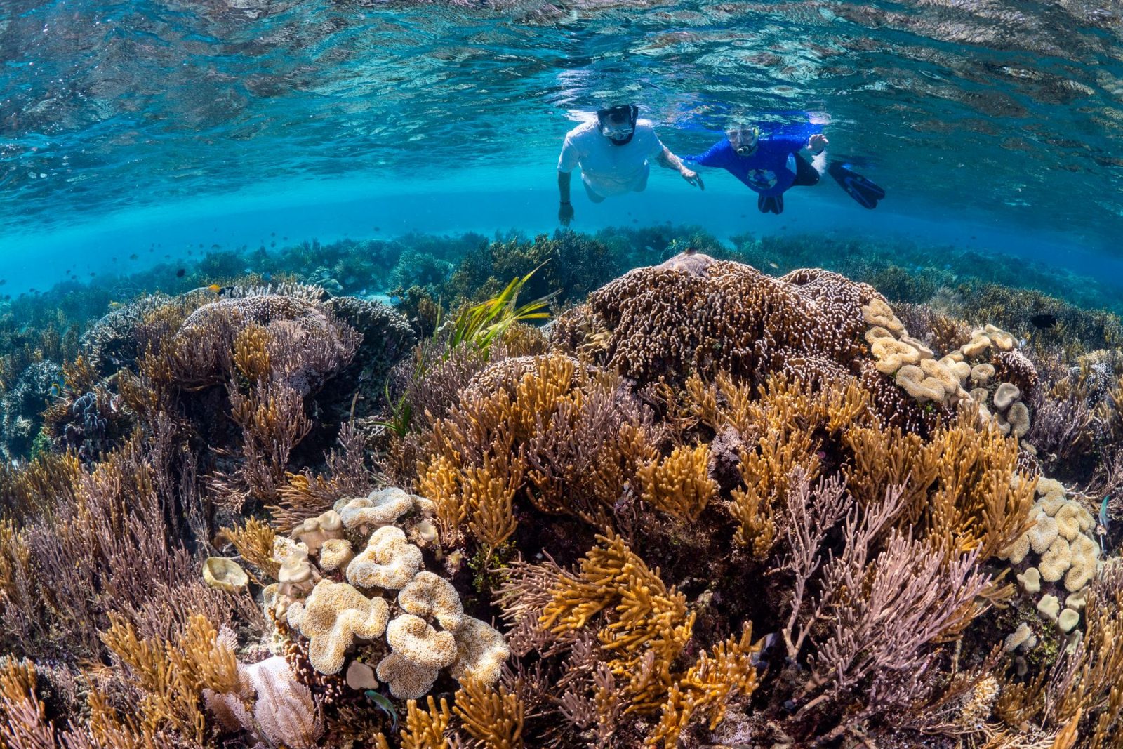 Two snorkelers gliding over a coral reef in clear blue water