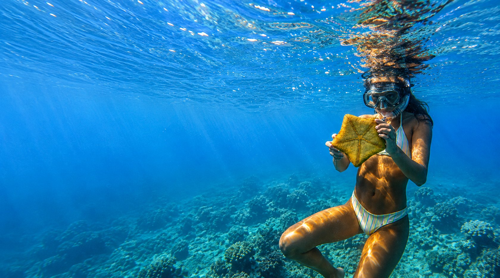 A snorkeler underwater over a reef, holding a starfish